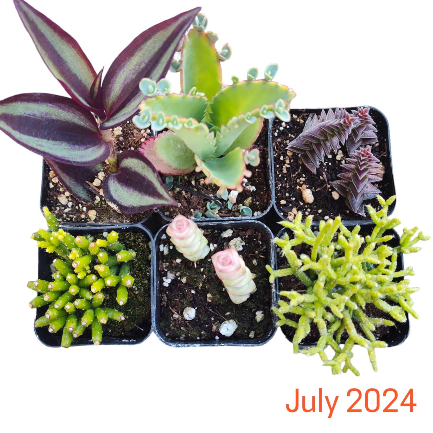 Monthly Subscription Box