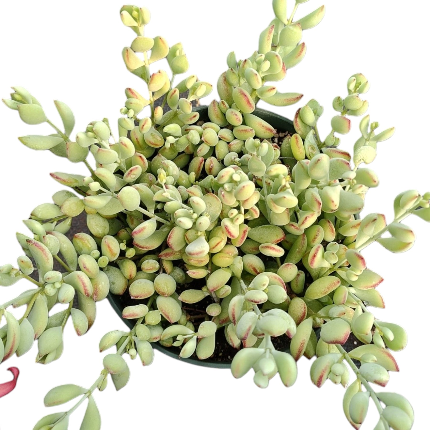 Cotyledon pendens 'Cliff Cotyledon' - Succulents Depot