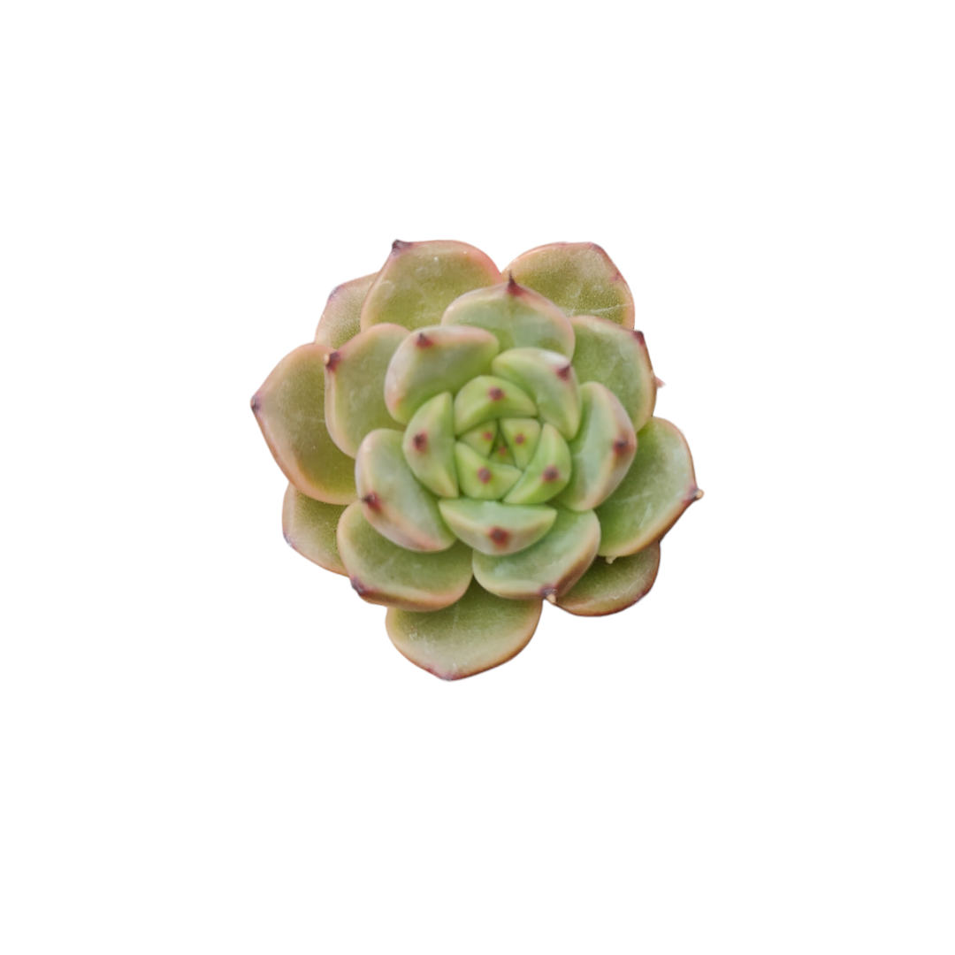 Echeveria 'Moonlight Jenny'