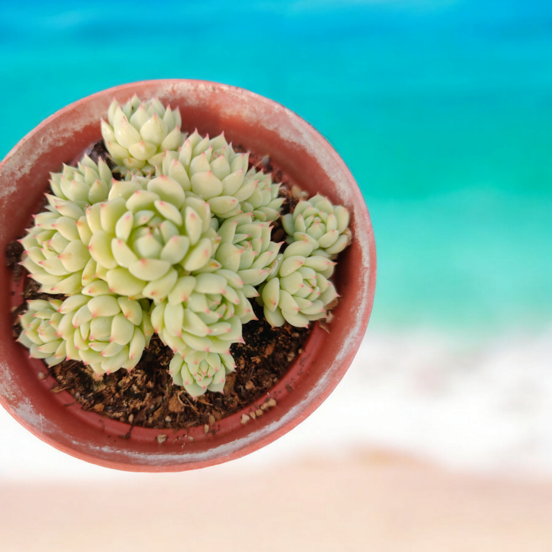 Echeveria Derenbergii Painted Lady Pink Tip - Succulents Depot