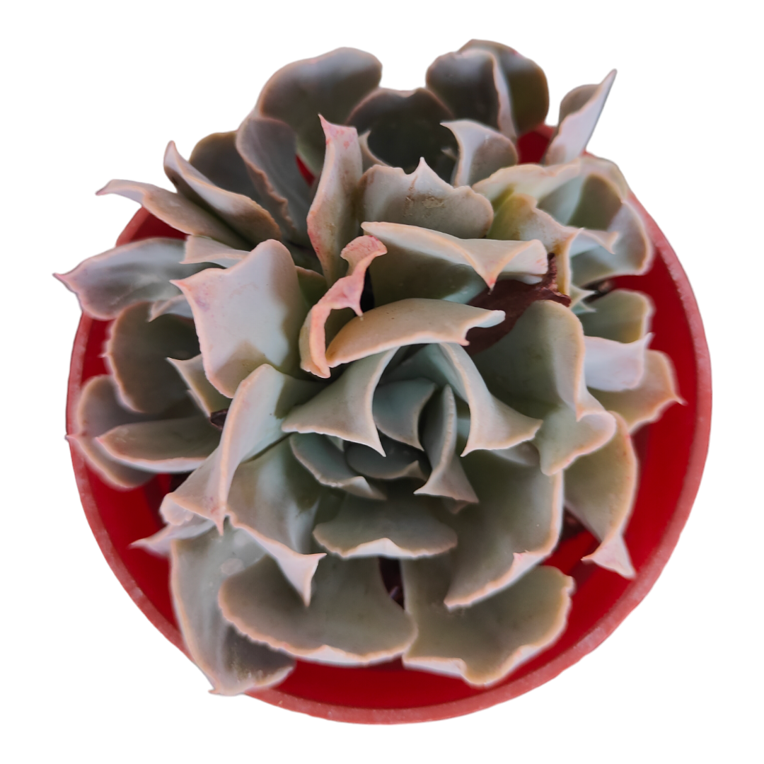 Echeveria Swan Lake
