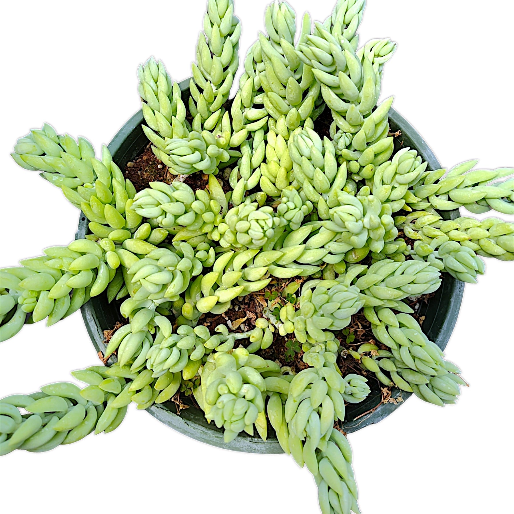 Sedum morganianum 'Cristatum' in pot, trailing teardrop leaves.
