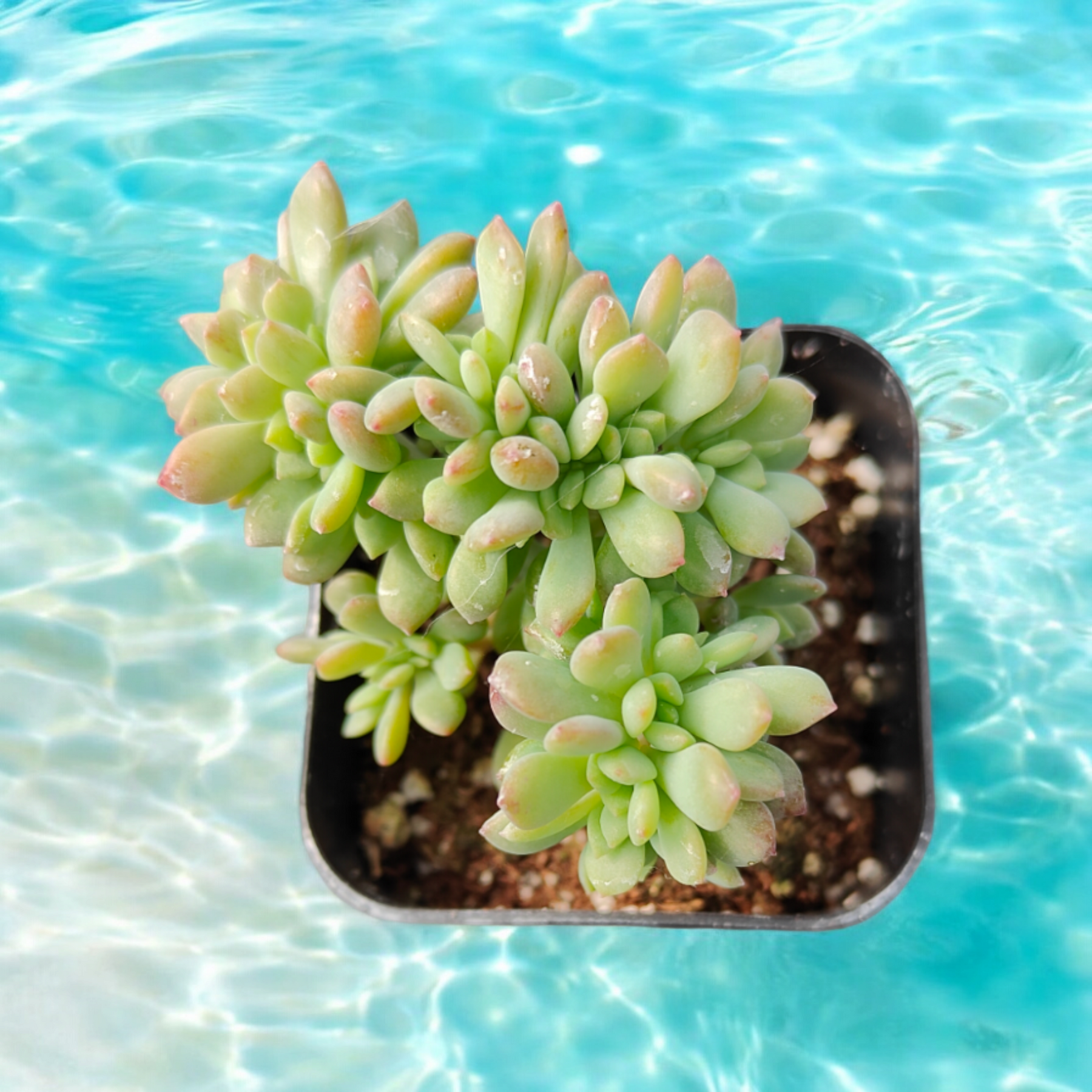 Sedum pachyphyllum Crest in a black nursery pot.
