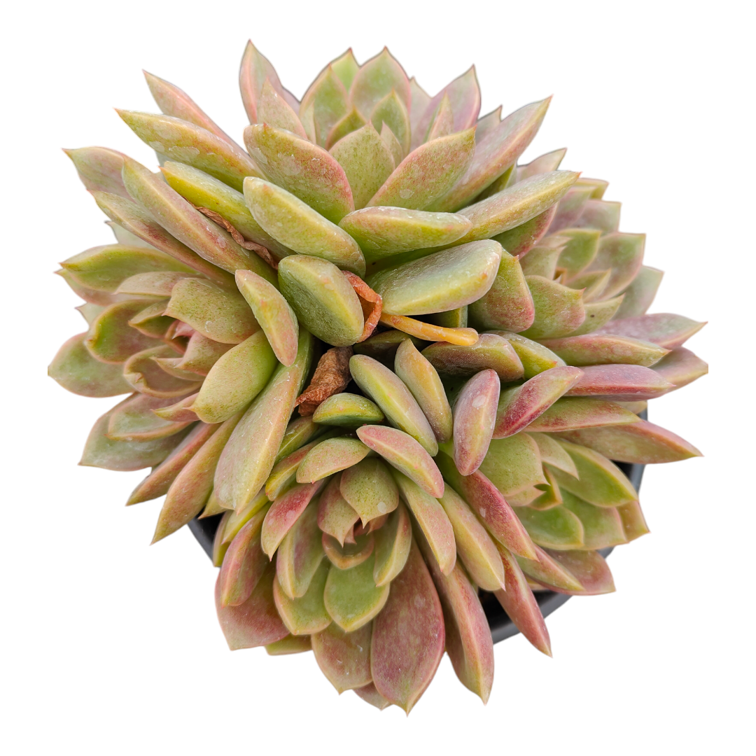Echeveria Black Rose