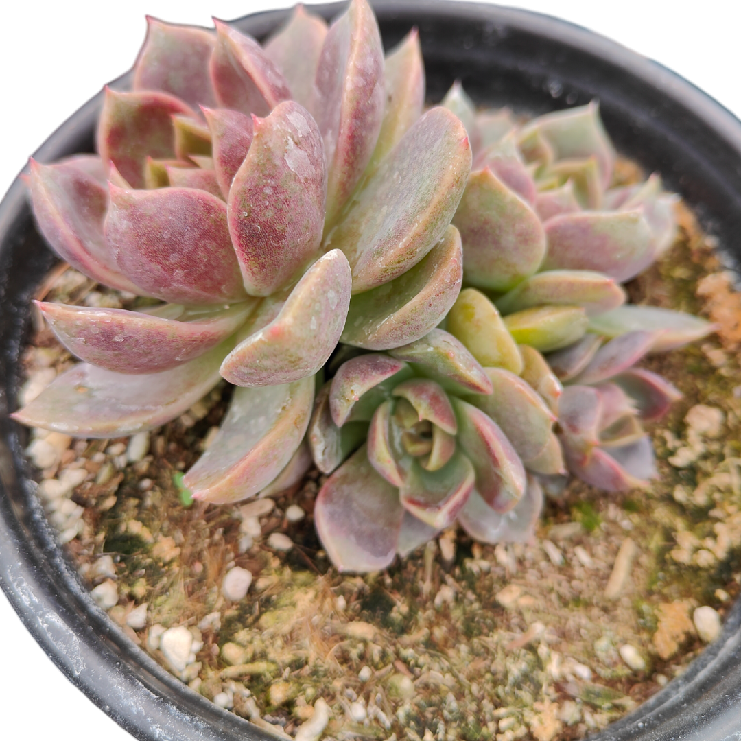 Echeveria Black Rose