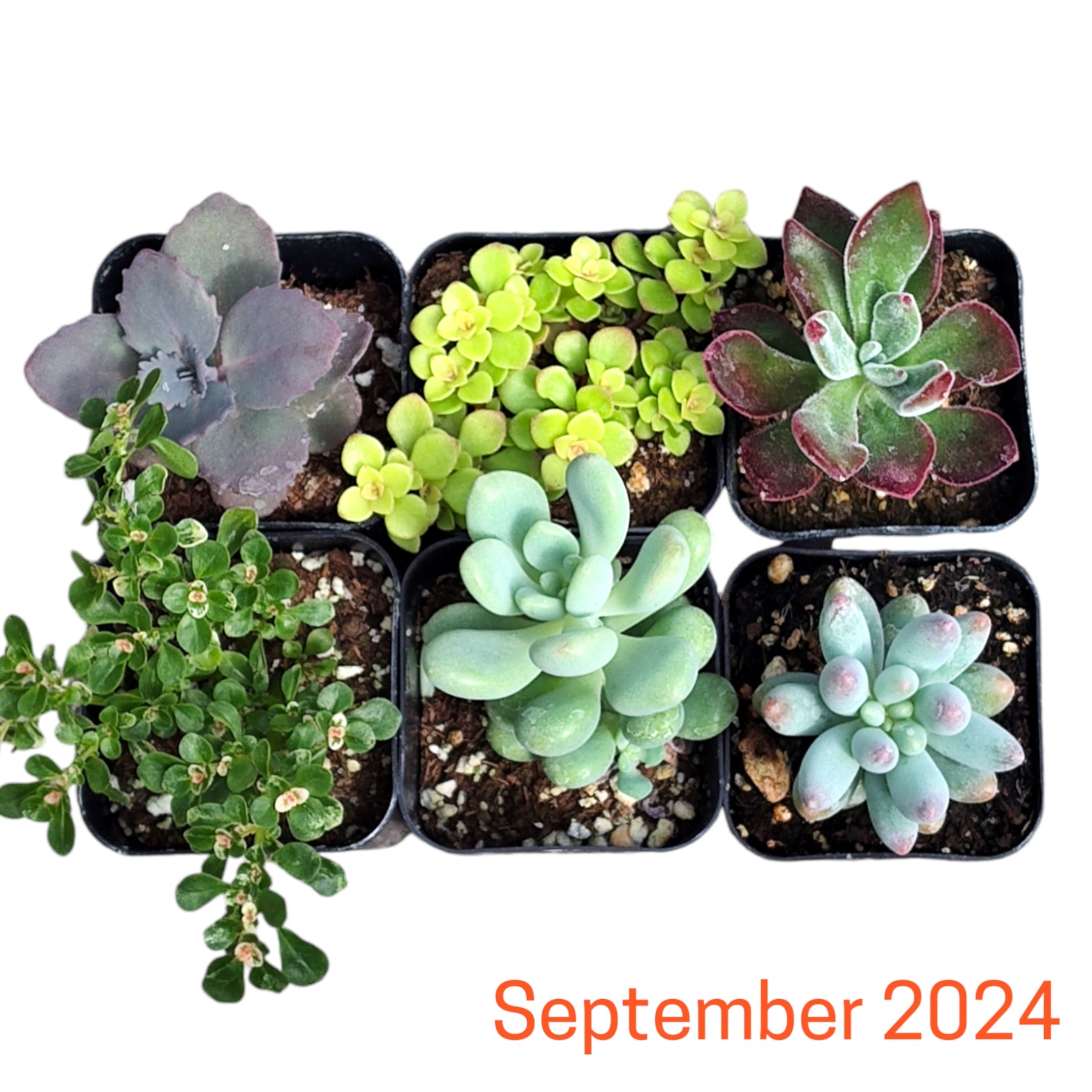 Monthly Subscription Box