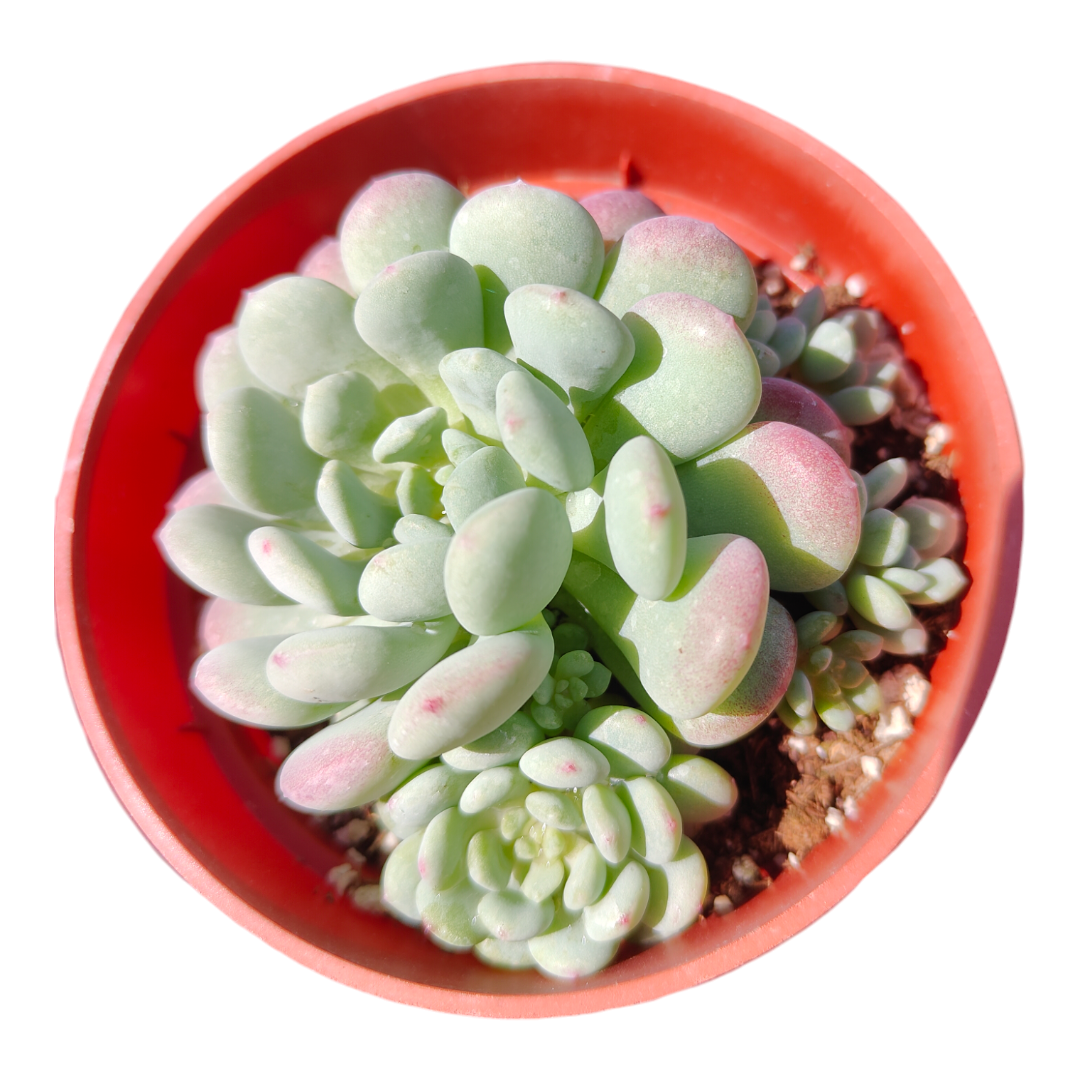 Echeveria Cute Bean in a reddish nursery pot.