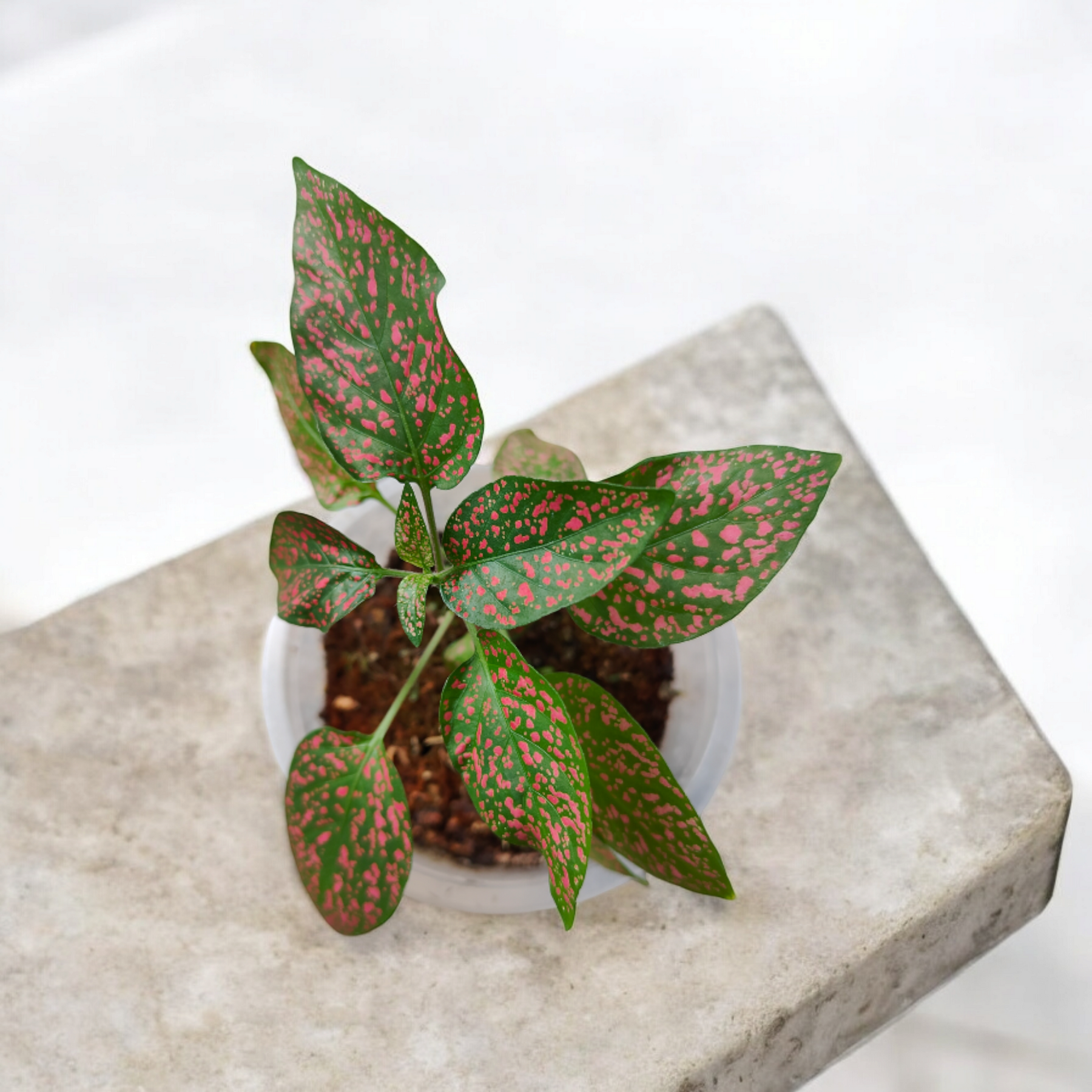Hypoestes phyllostachya Polka dot Red