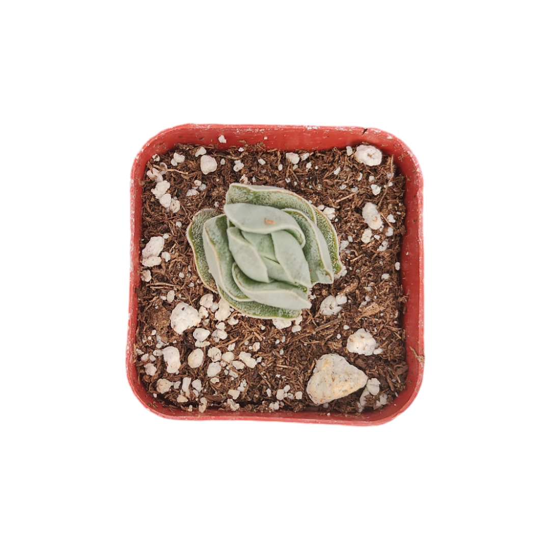 Crassula Ivory Pagoda in red pot with soil mix.