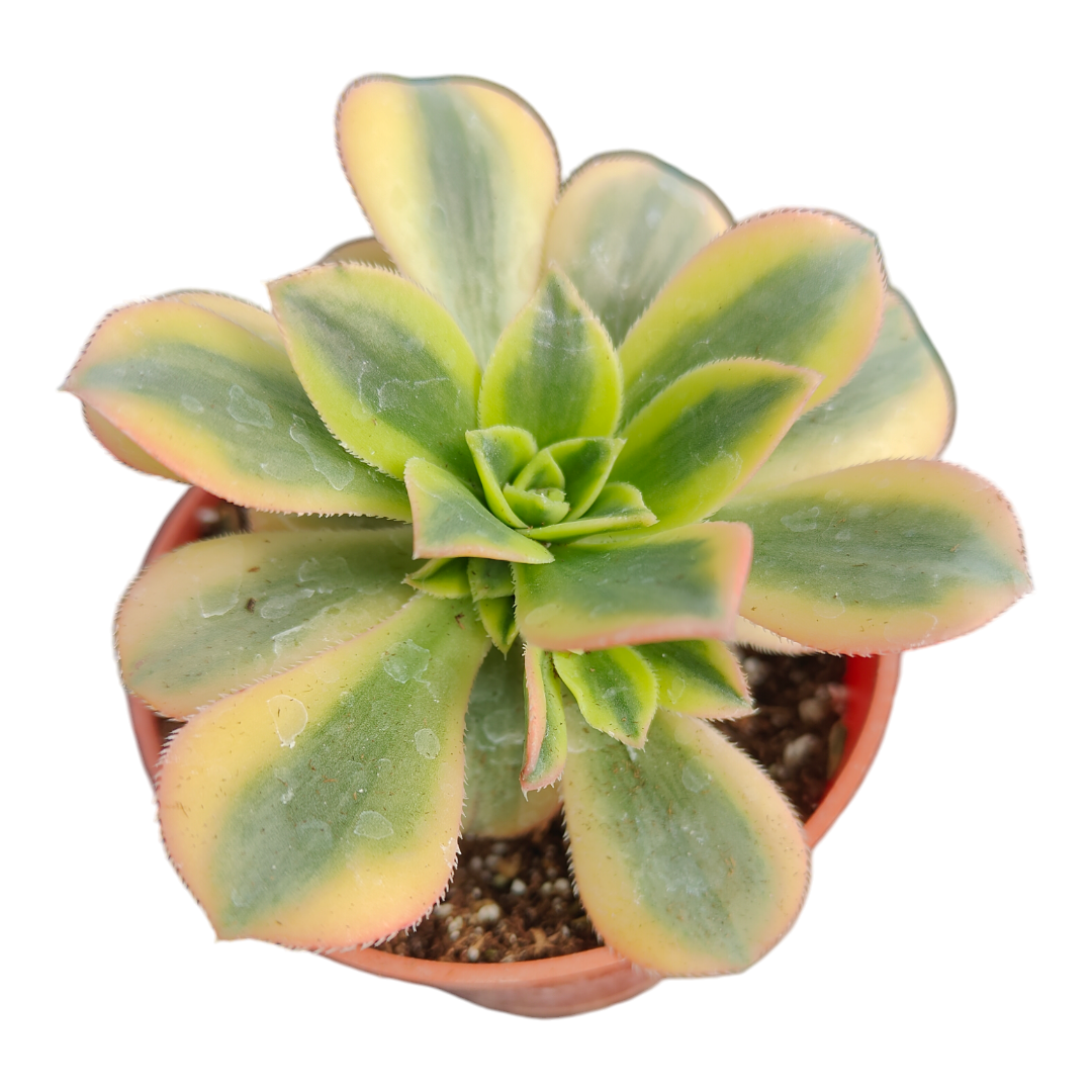 Aeonium 'Floresens'