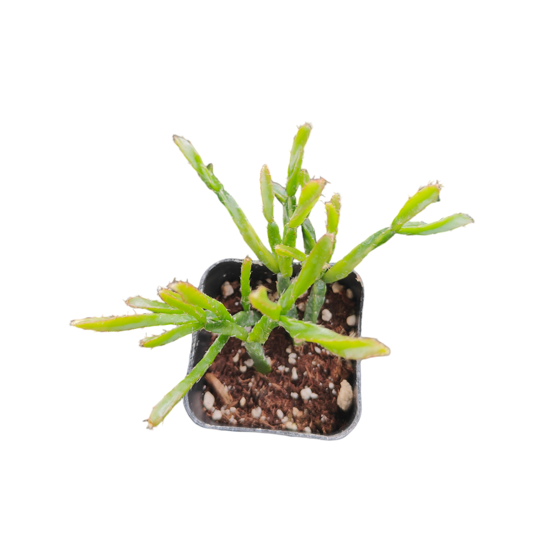 Rhipsalis ewaldiana - Succulents Depot