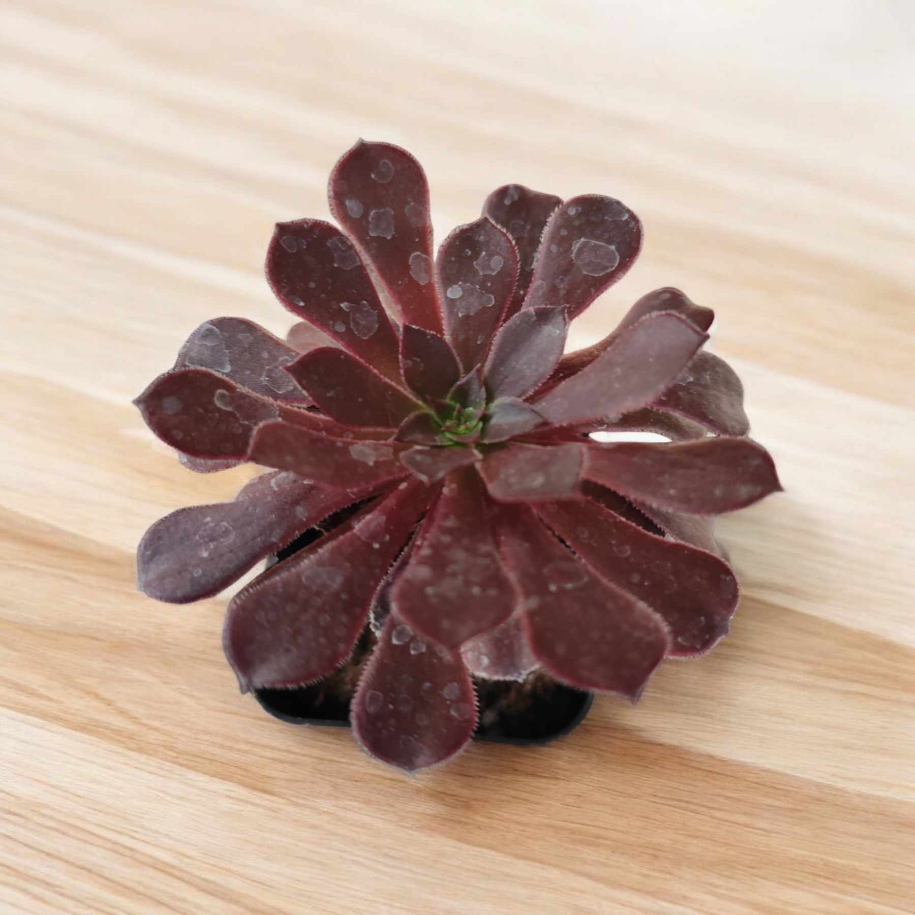 Aeonium 'Short Black'