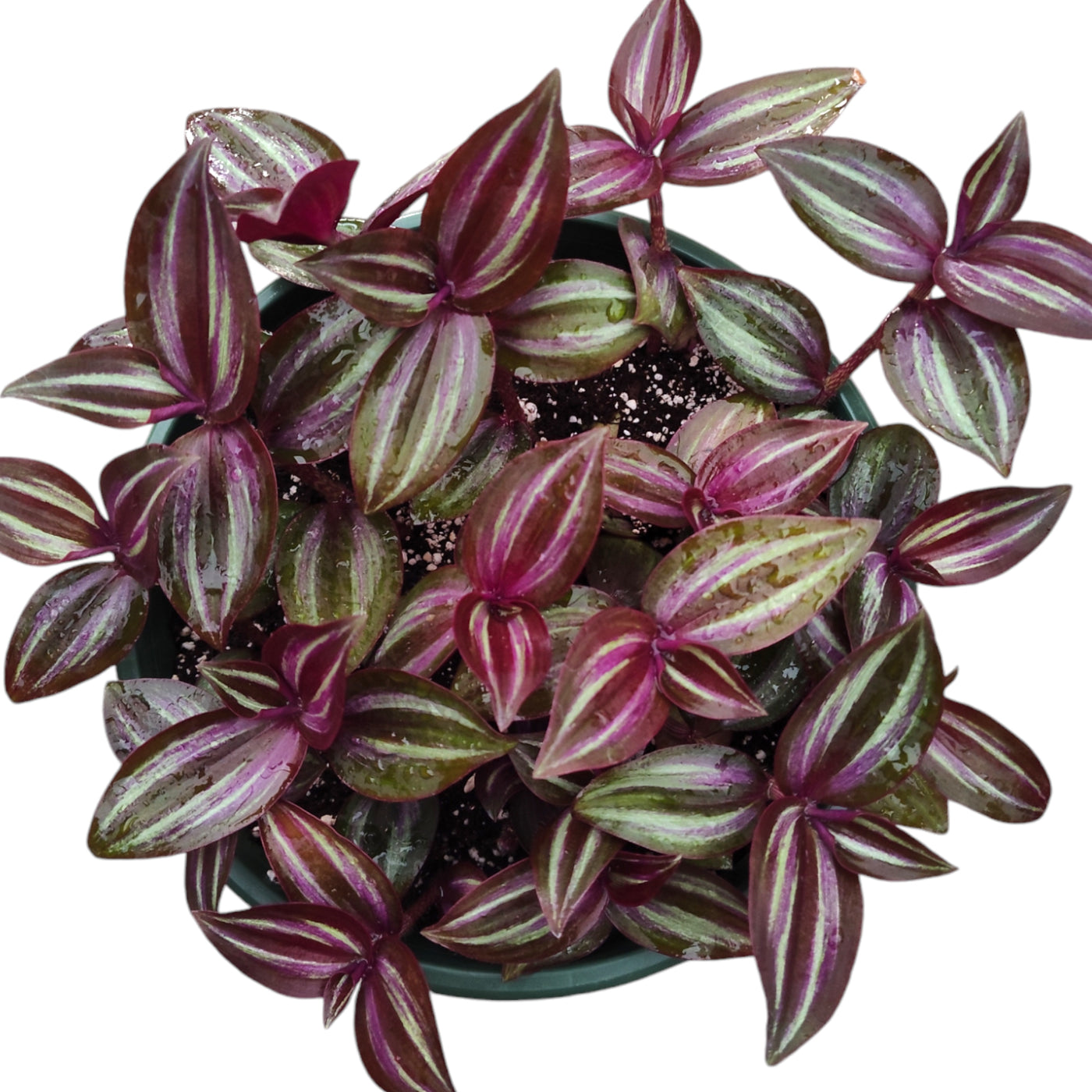 Tradescantia zebrina Evanesce Wandering Dude, vibrant striped foliage.