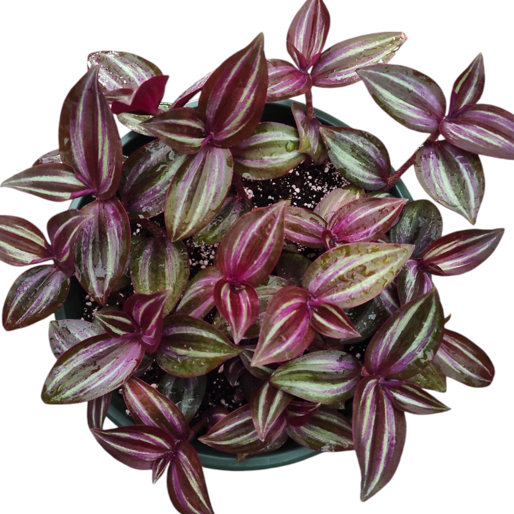 Tradescantia zebrina Evanesce Wandering Dude - Succulents Depot