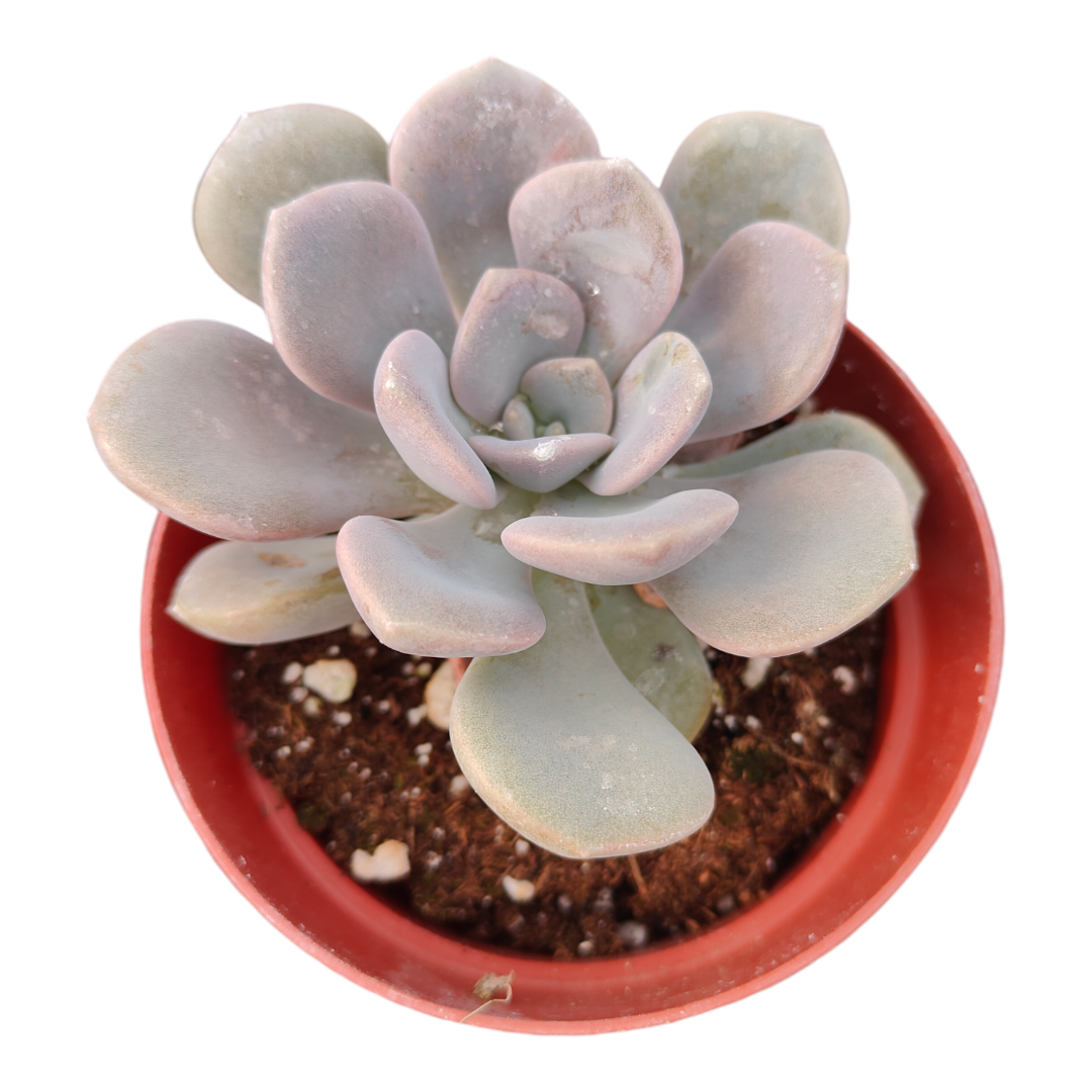 Echeveria 'Asante Sana' - Fairy Wash Echeveria