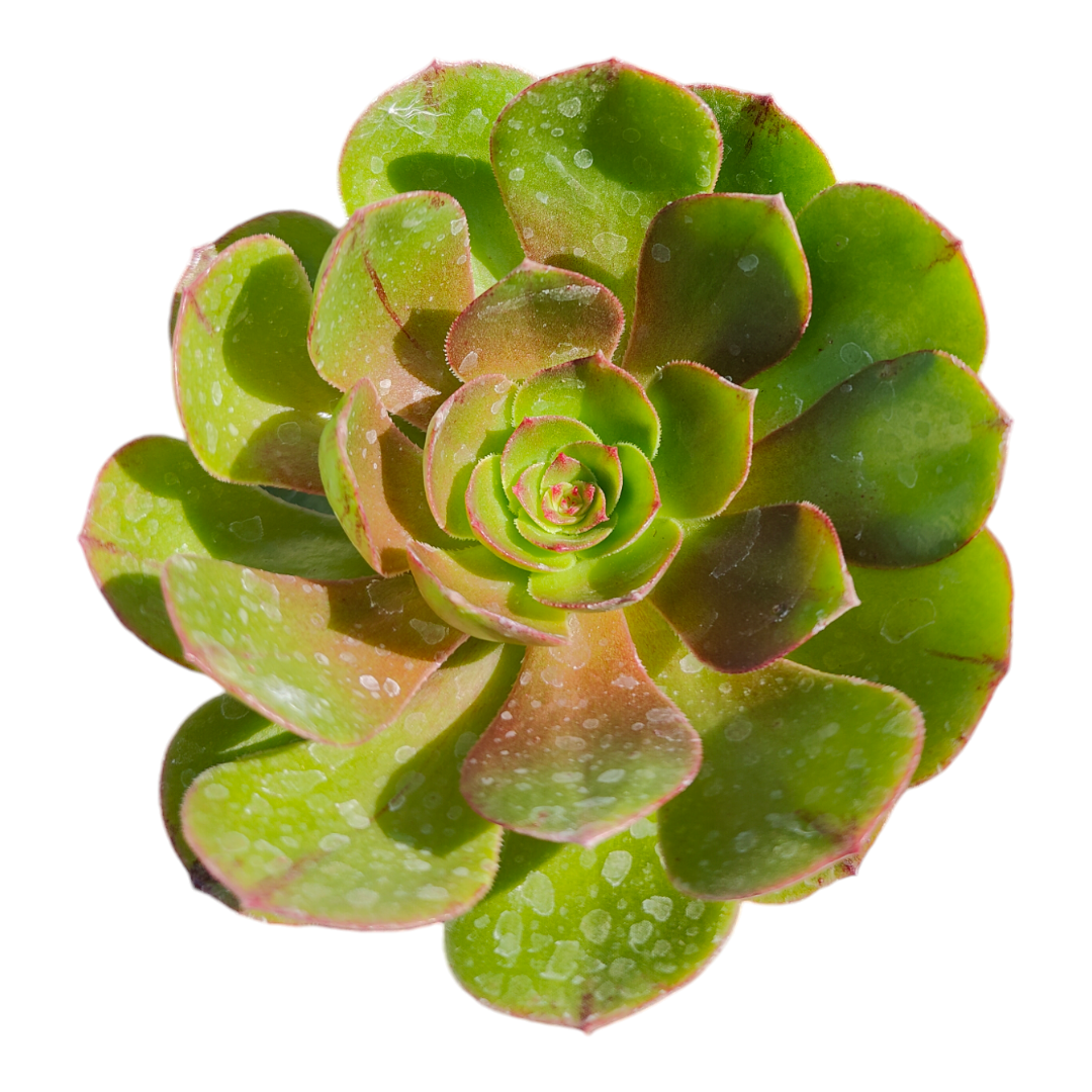 Aeonium 'Madeira Rose'