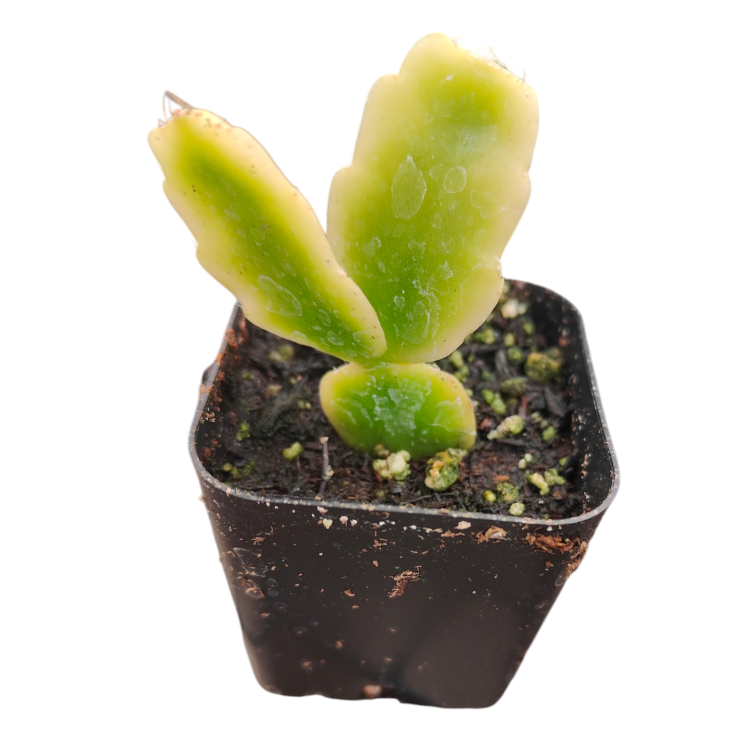 is christmas cactus a succulent plant Schlumbergera x buckleyi Christmas Cactus Variegata -