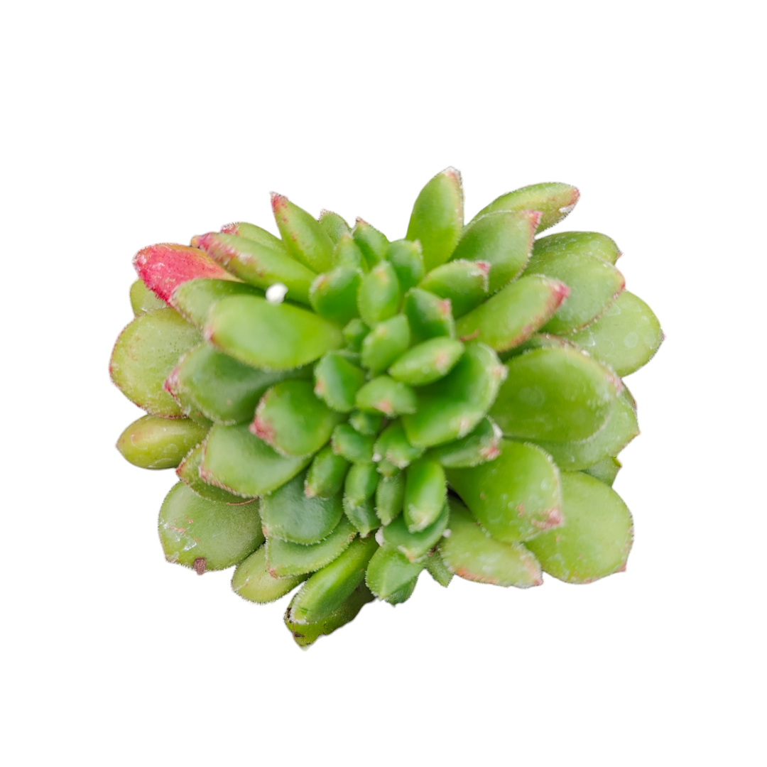 crest succulent Echeveria Carol Crest