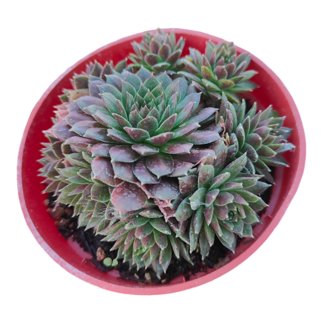 Sempervivum ‘Bronze Pastel’ rosette with offsets in a red pot.