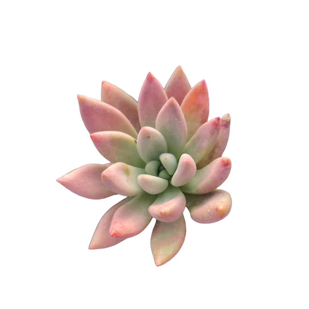 definition for succulent Graptoveria 'Ruby Donna'
