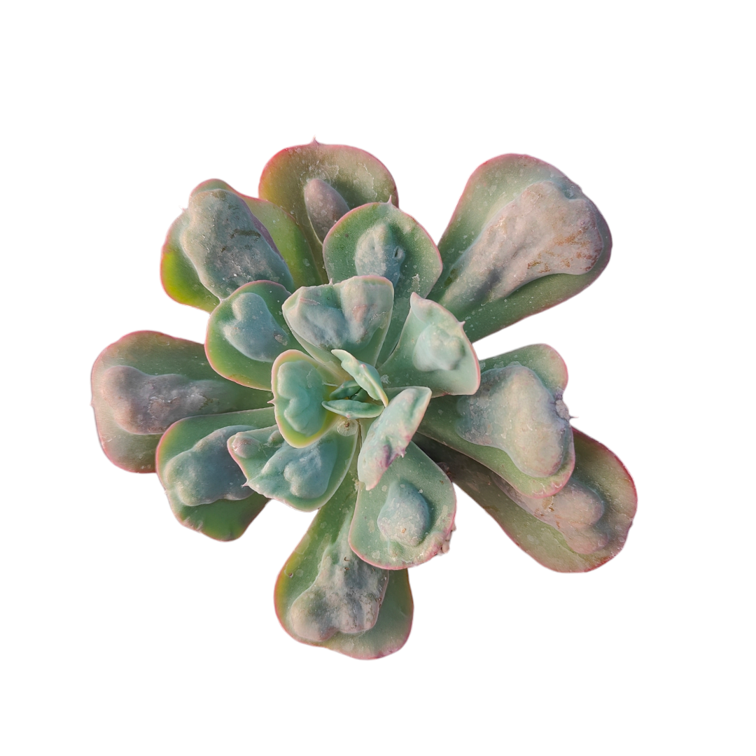 heart delight succulent Echeveria 'Hearts Delight'