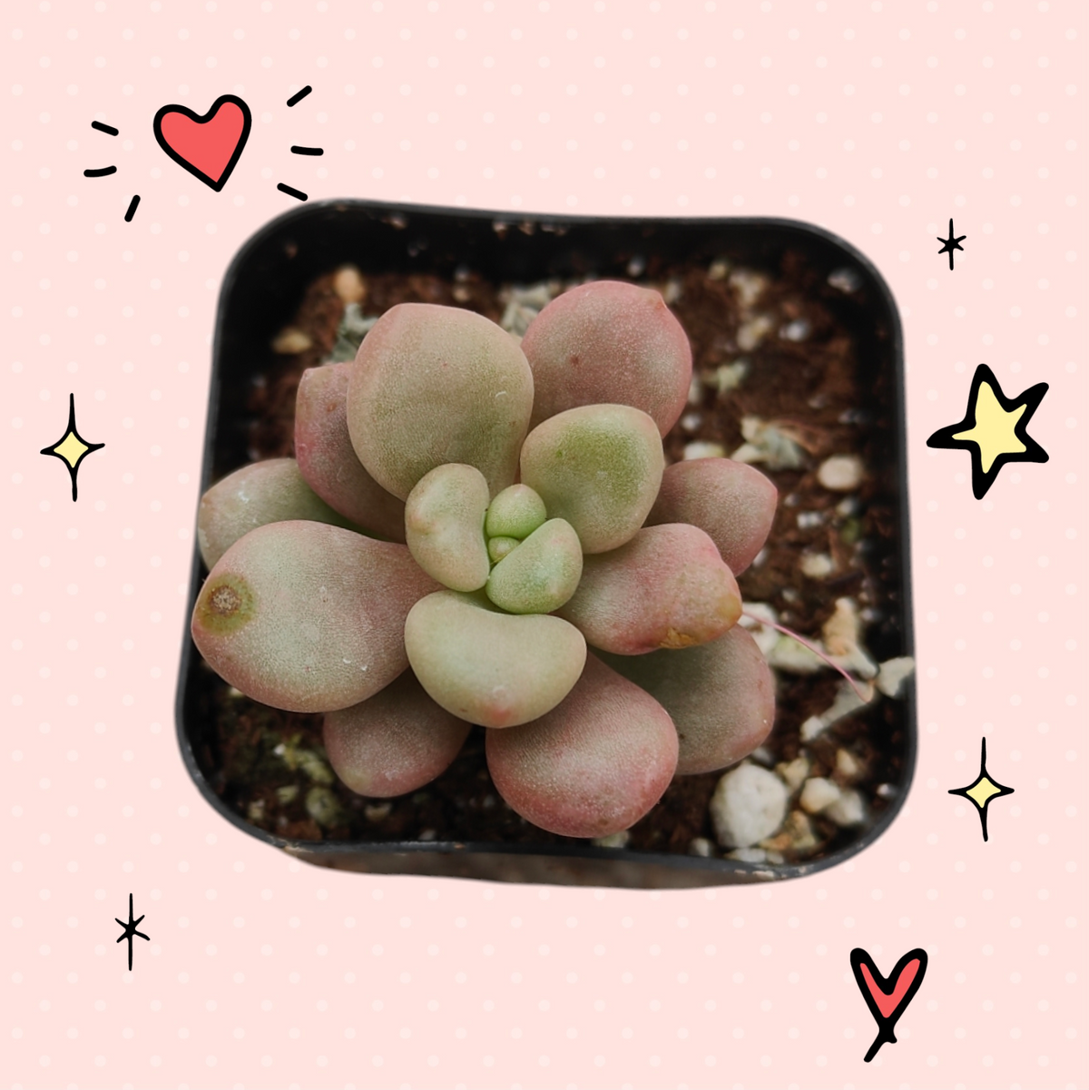 Graptoveria 'Avant-garde' in a black nursery pot.