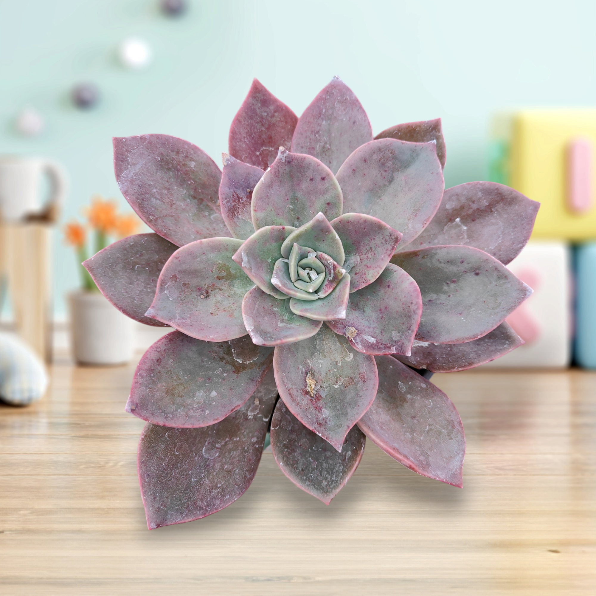 living echeveria succulents for sale under $2 online free shipping Echeveria Cv Huthspinke