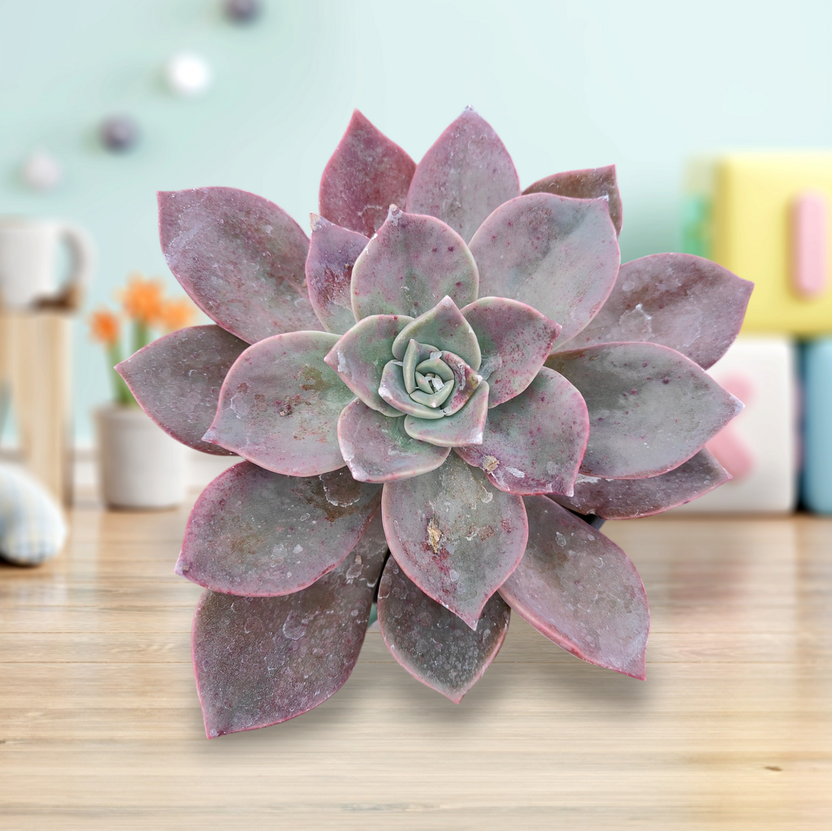 Echeveria Cv Huthspinke succulent on a wooden tabletop.