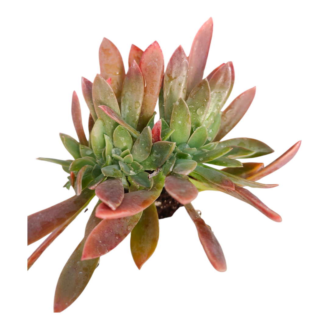 Graptoveria 'Fred Ives' - Succulents Depot