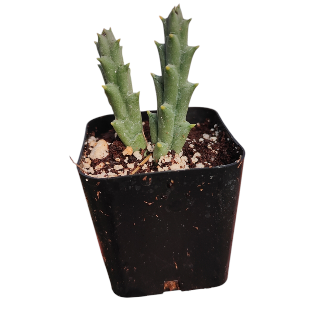 Huernia R. Br
