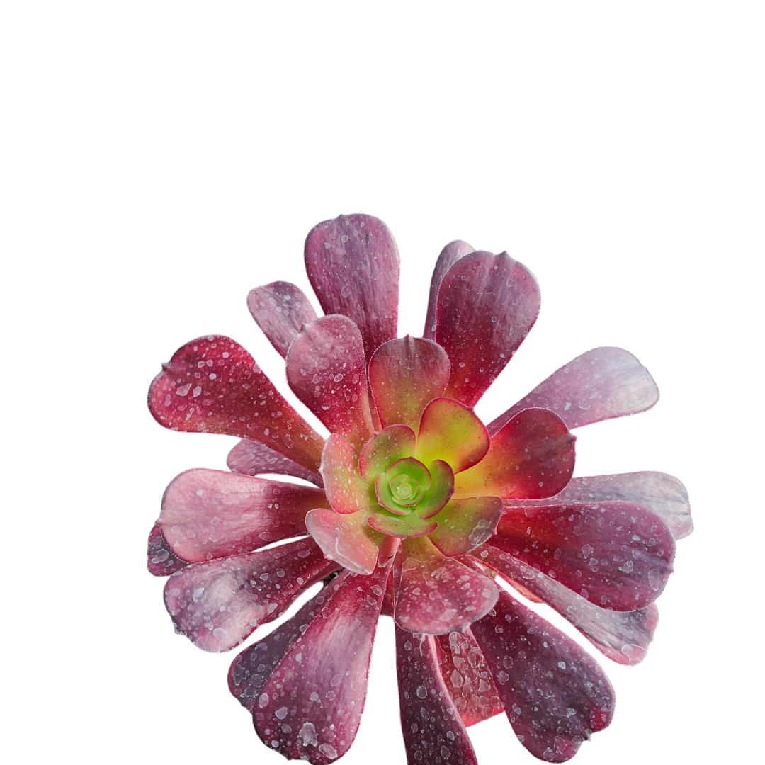 succulent purple and green leaves Aeonium 'Plum Purdy'