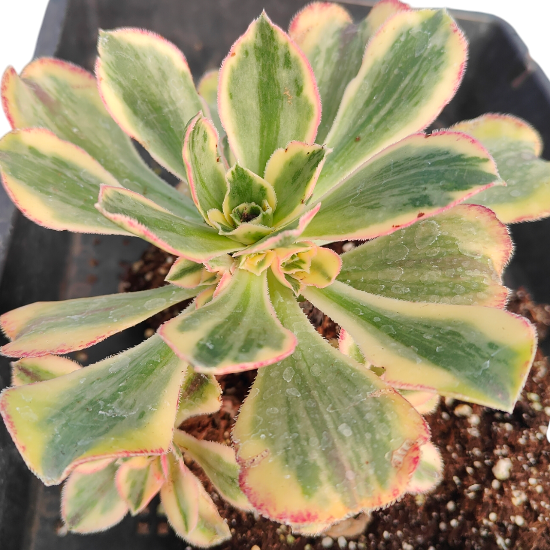 blue african aeonium succulent Aeonium 'Blue and White Porcelain'