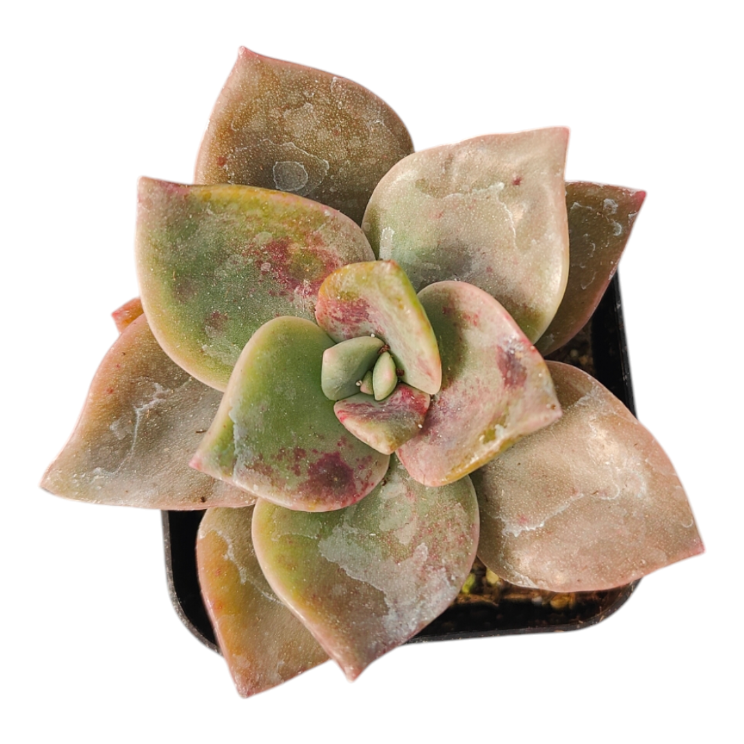 Graptoveria Albert Baynes succulent with rosette paddle-shaped leaves.