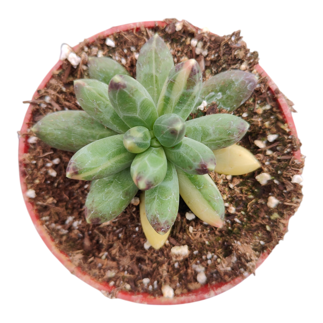 pachyphytum compactum succulent Pachyphytum compactum variegata