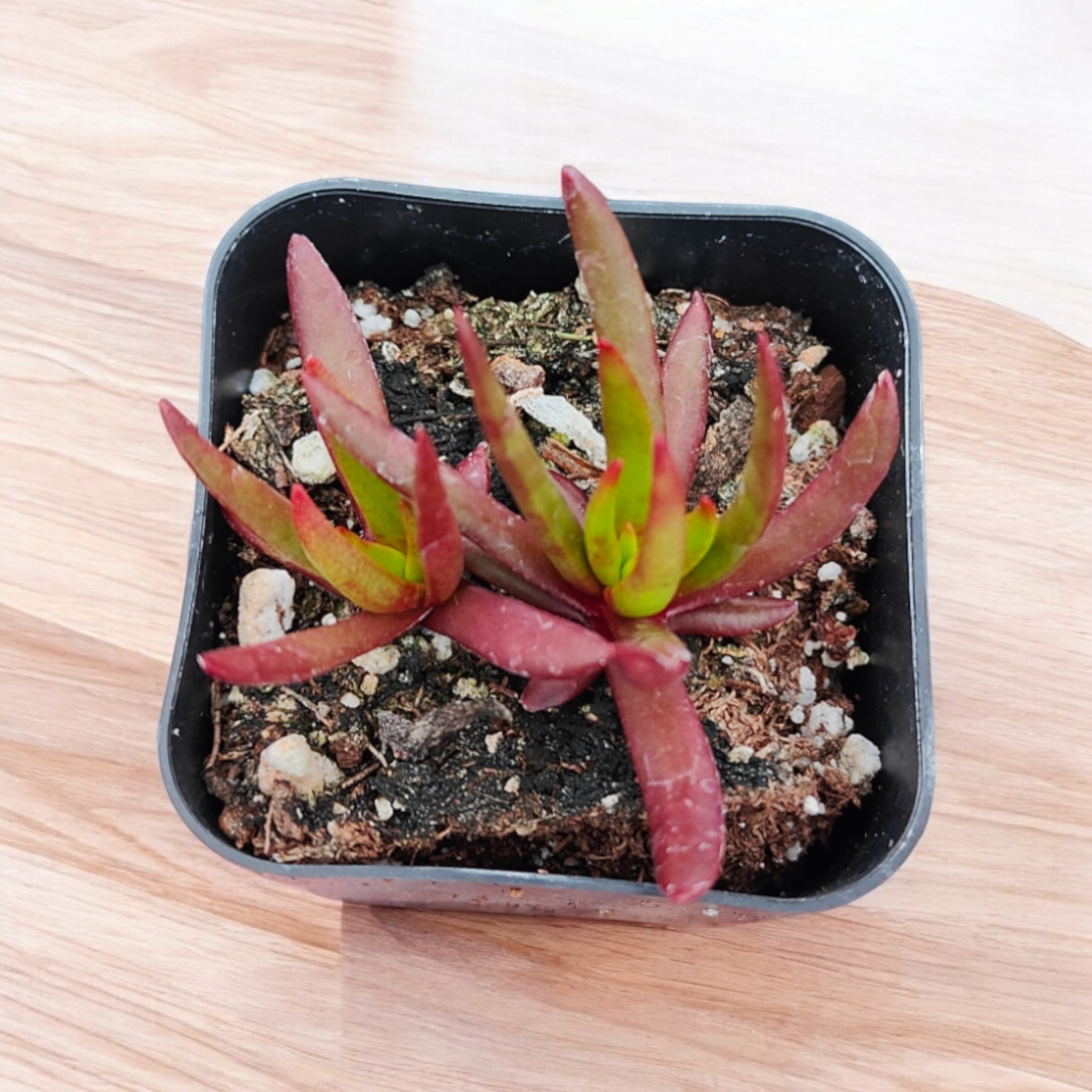 Crassula nudicaulis Devil's Horns 2 Inch