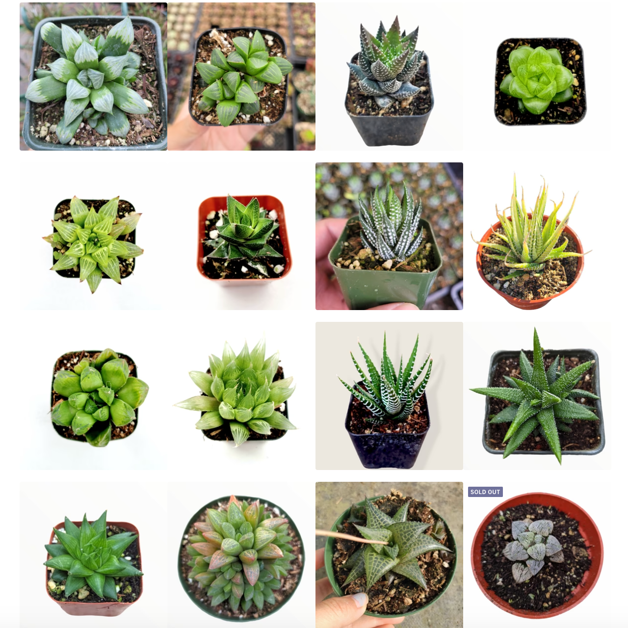 variety succulents Haworthia Variety Pack