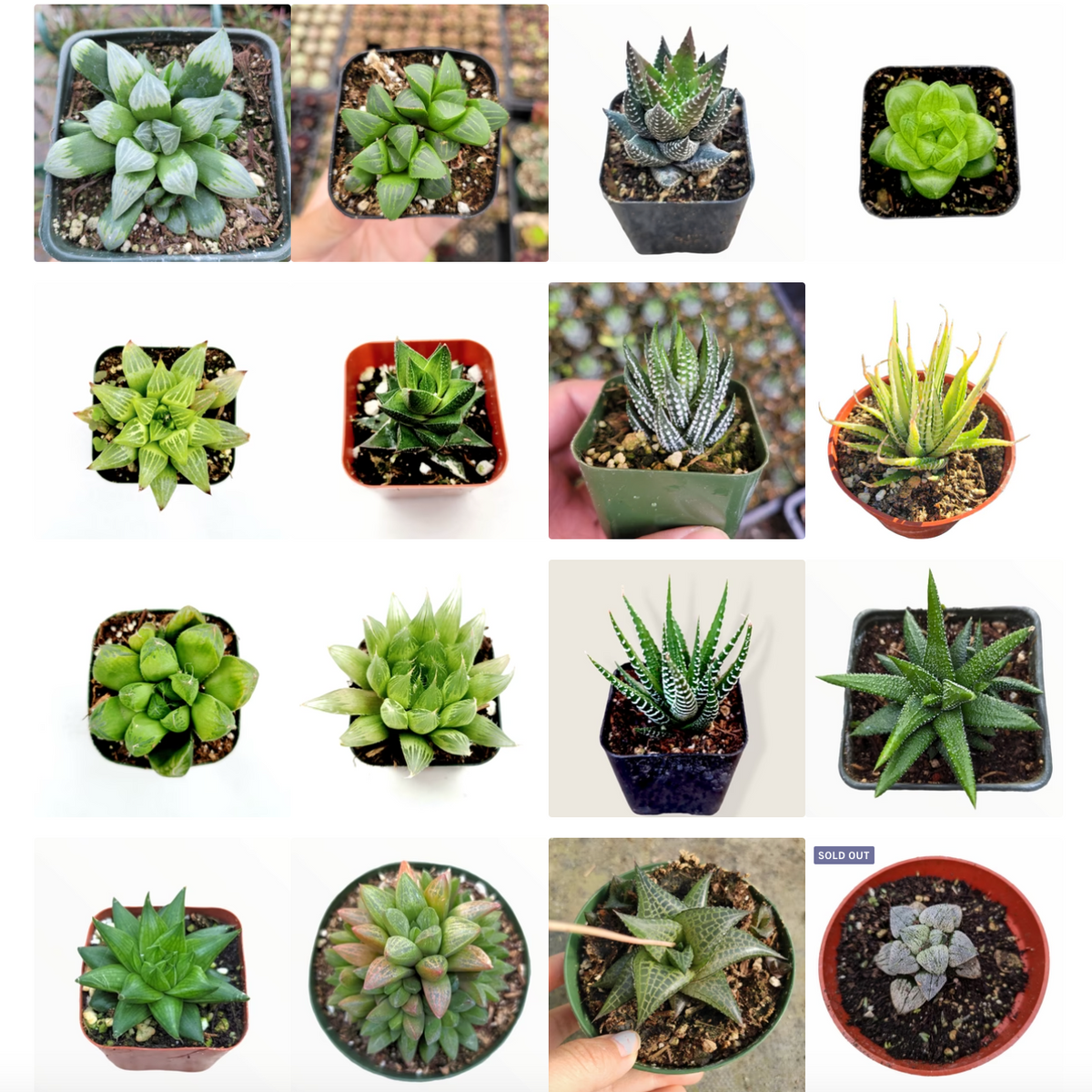 Haworthia Variety Pack, diverse succulents in nursery pots.