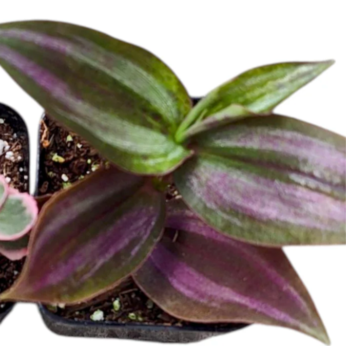 Close-up of a potted plant with green and purple leaves on a white background