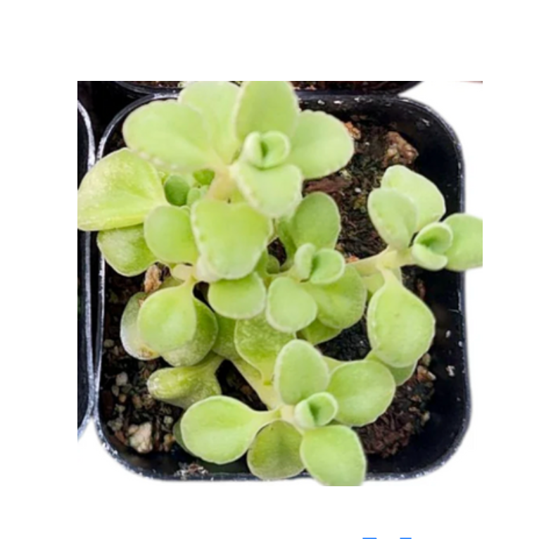 Plectranthus socotranus - Succulents Depot