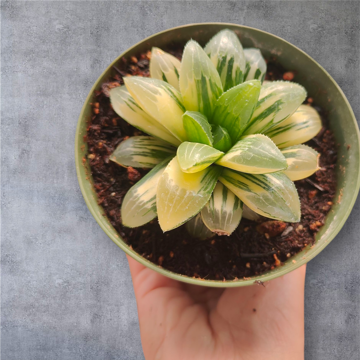Haworthia Correcta Hyb. variegated
