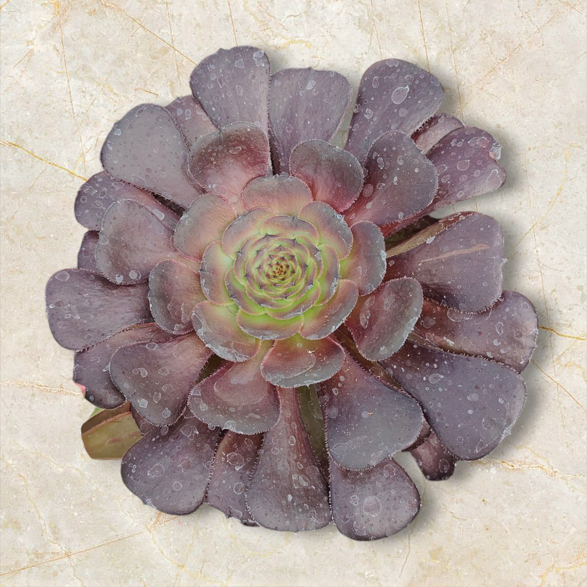 Aeonium Plum Purdy Hybrid