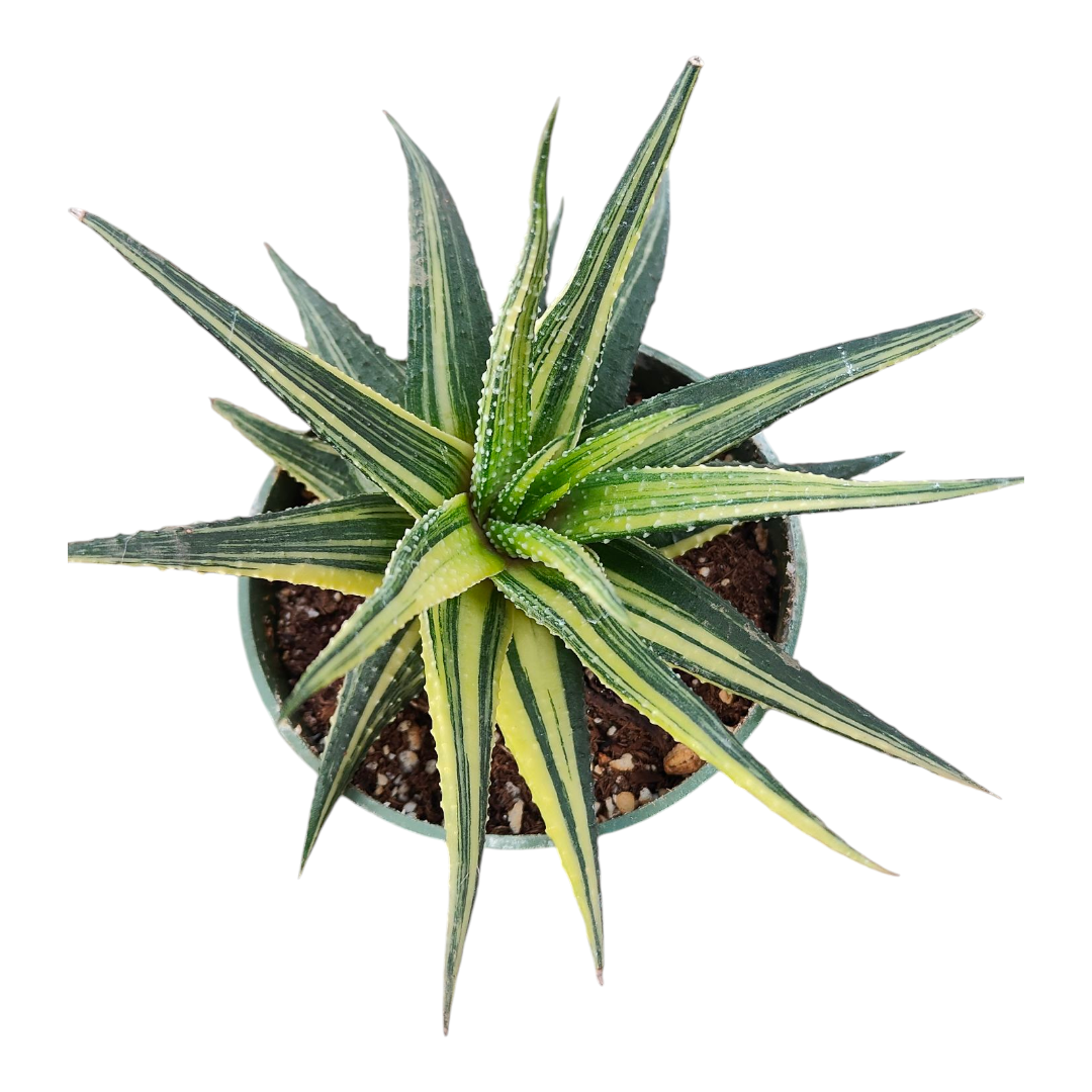 Haworthia limifolia
