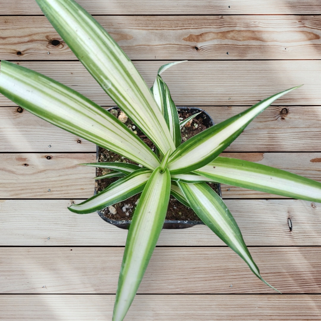 Chlorophytum comosum 'Spider Plant'