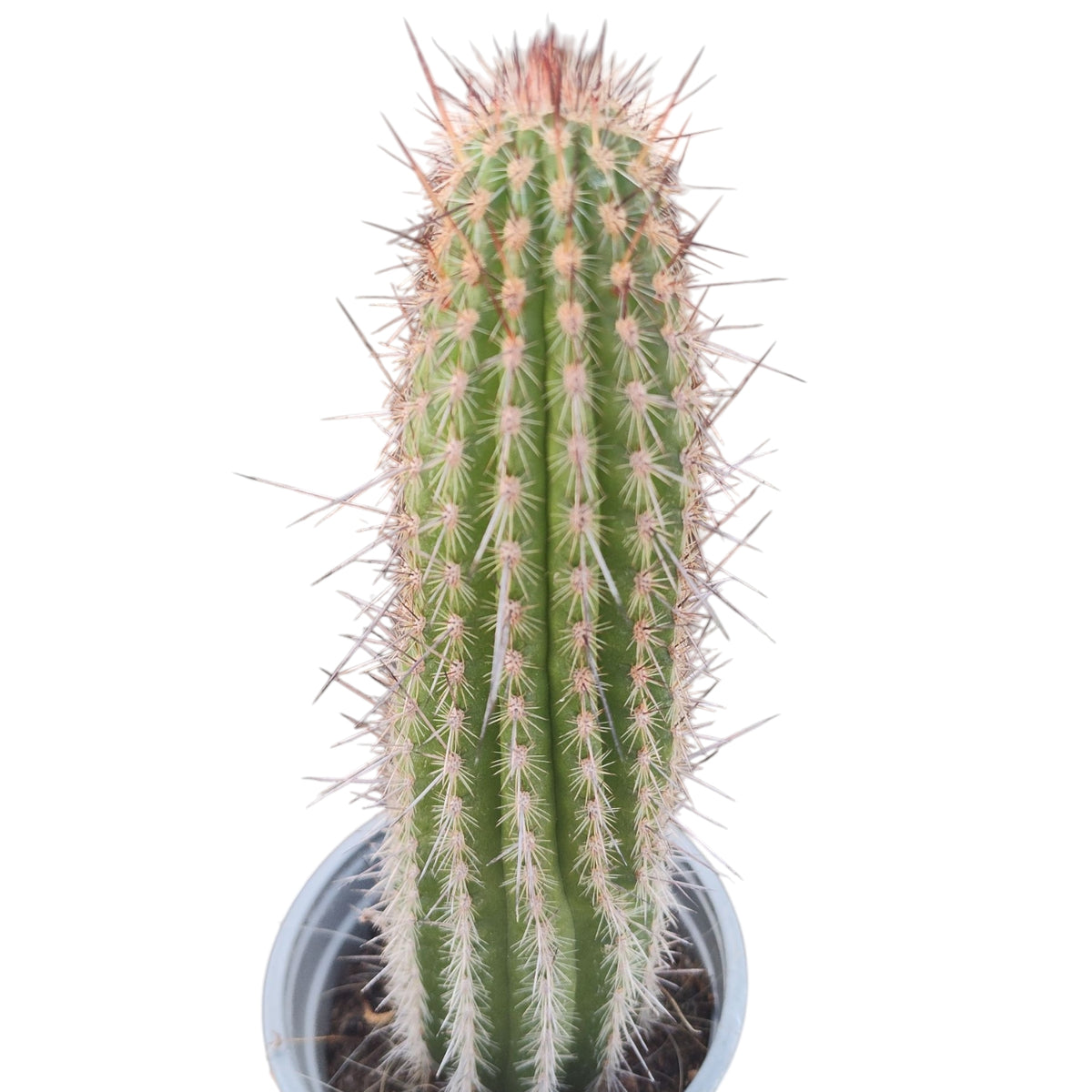 Echinopsis 'First Light' potted column cactus with pale spines.