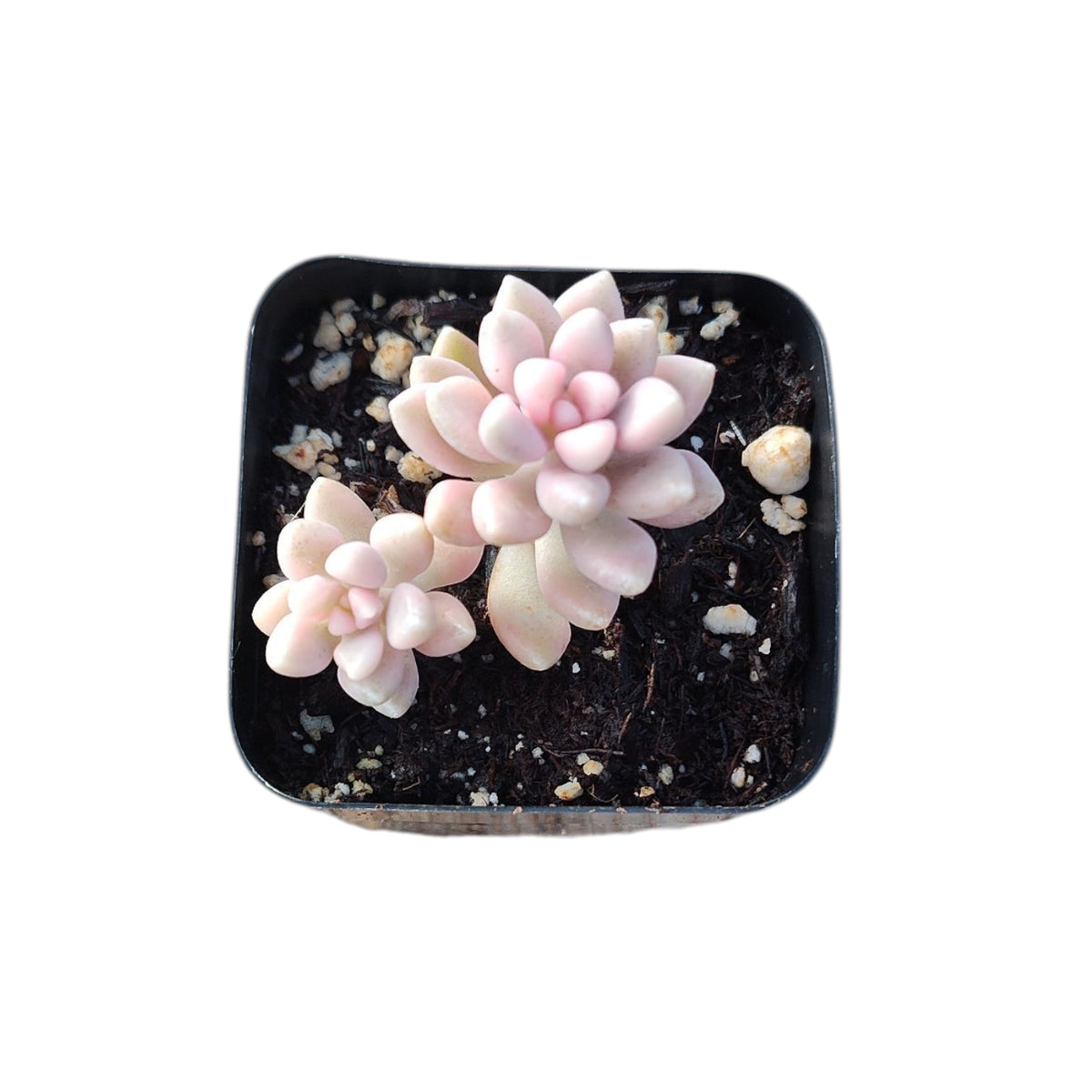 Graptoveria 'Mirinae' Variegated succulent in potting mix.