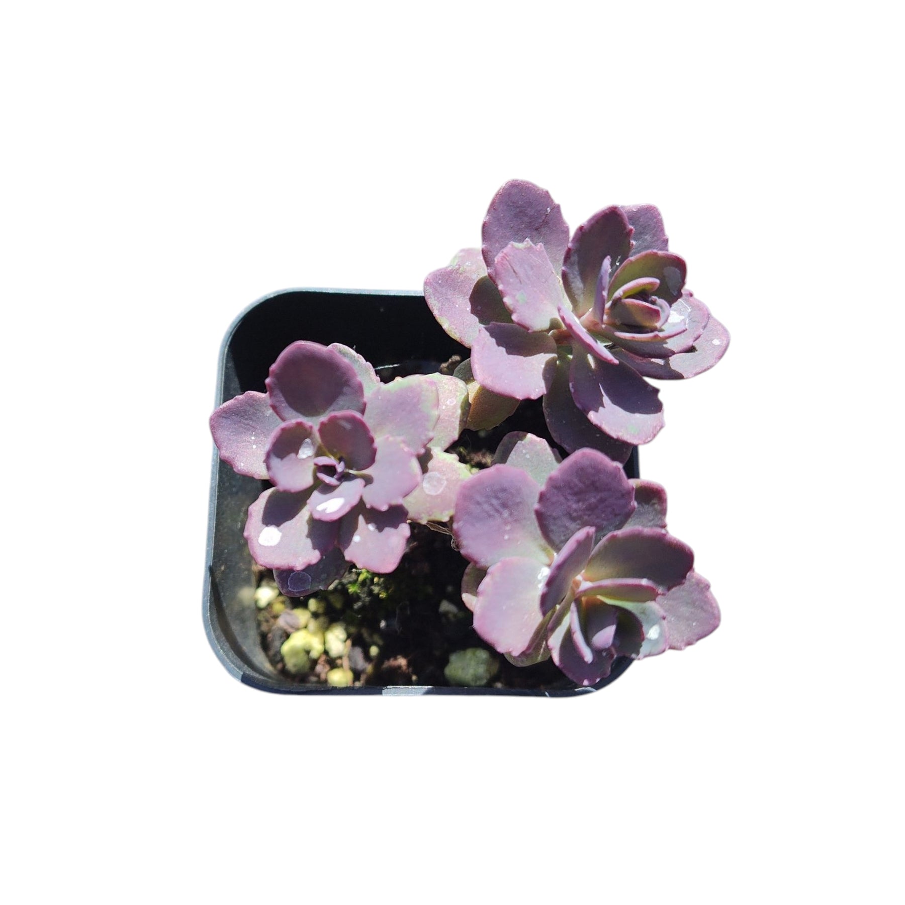 Sedum 'Dazzleberry' succulent with purple rosette leaves.