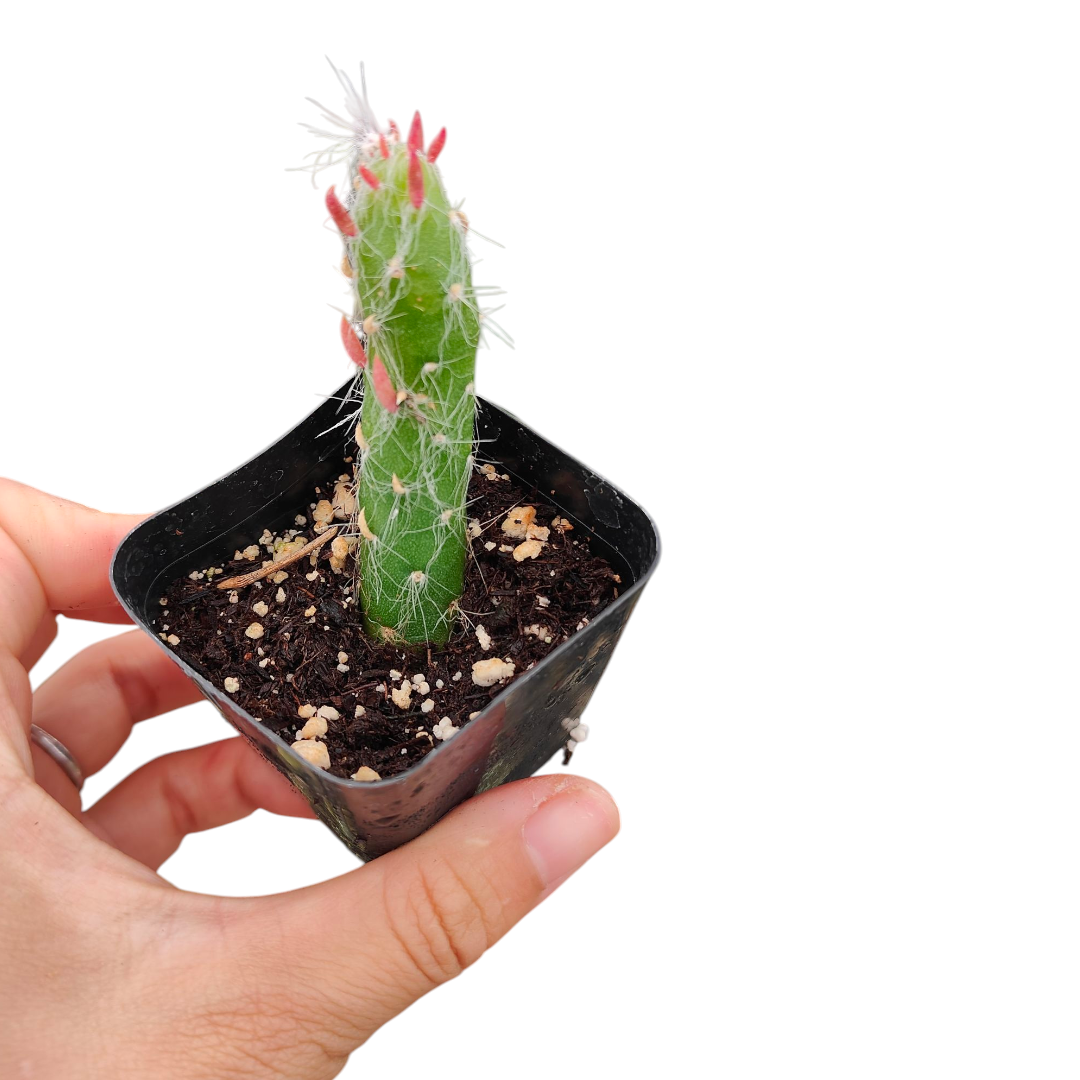 Eve's Needle Cactus - Austrocylindropuntia subulata - Succulents Depot