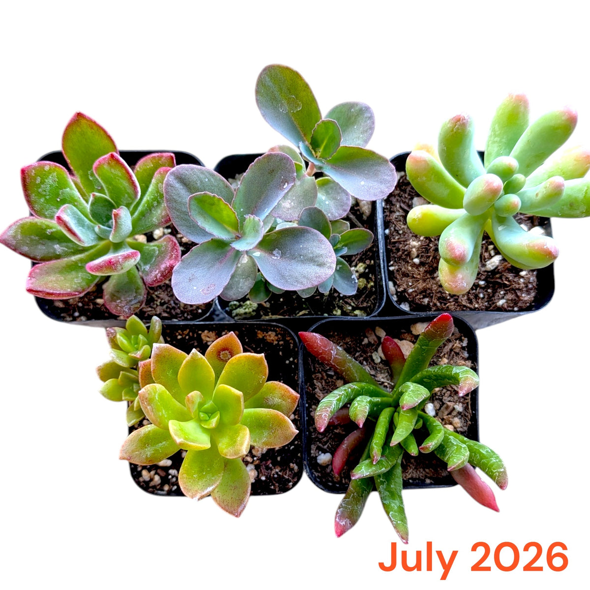 Monthly Subscription Box