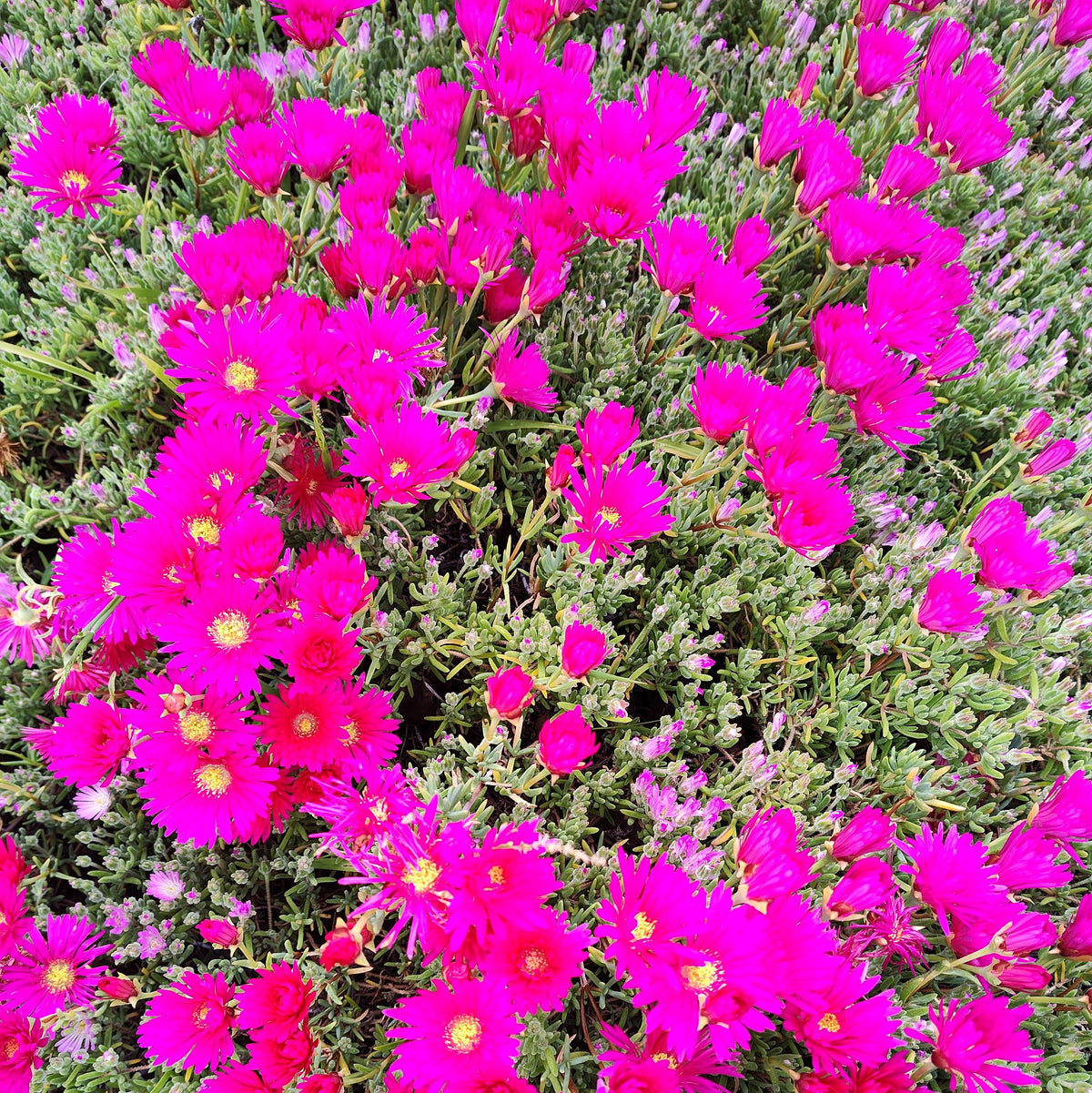 Mesembryanthemum Hot Pink - Pigface, Iceplant