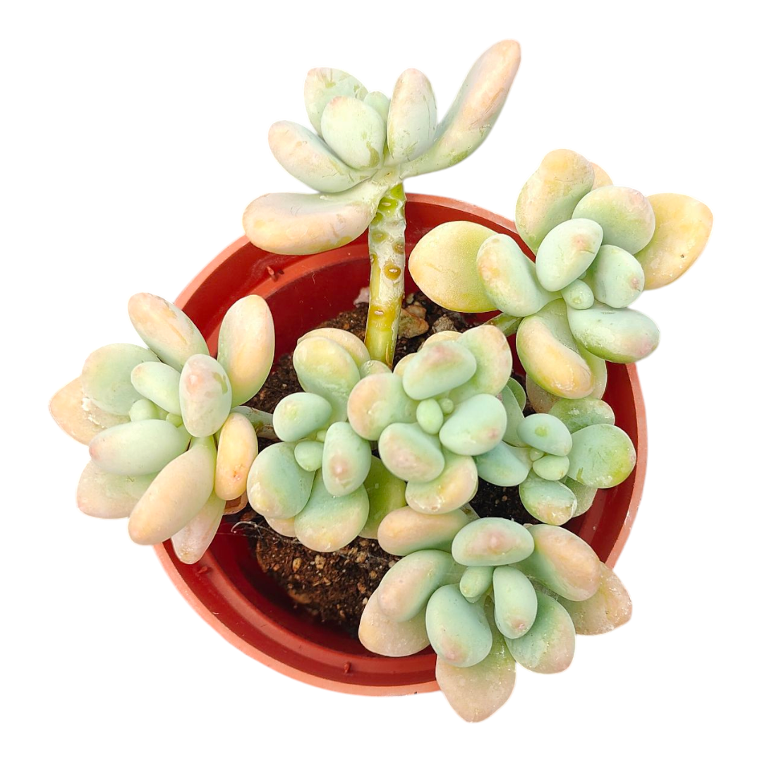 Pachyphytum cv Frevel